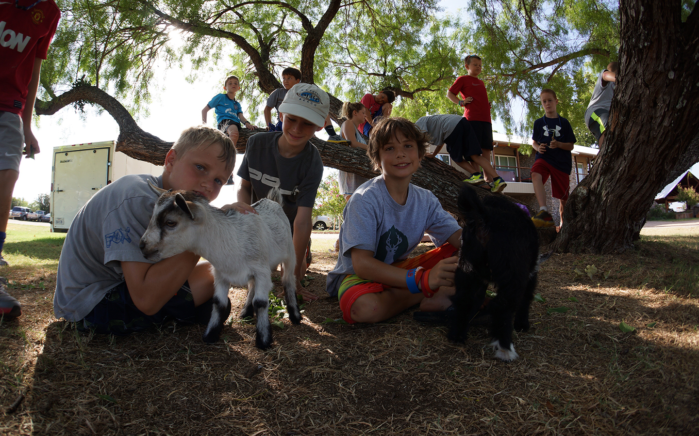 Petting zoo Camp Champions Texas Summer camp activity